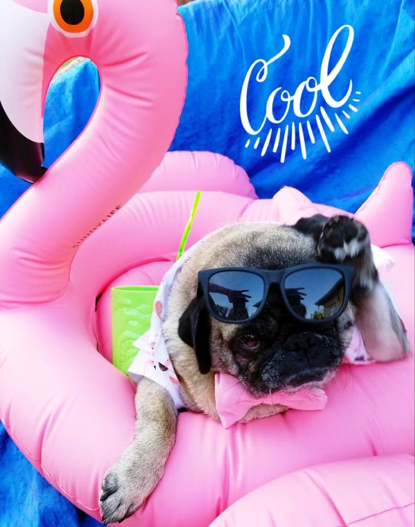 /images/uploads/pug nation rescue of los angeles/2018pugnation/entries/6158thumb.jpg